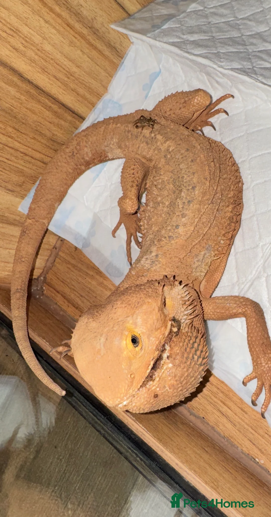 Bearded Dragon reptiles for sale: https://gofund.me/a7b816115 - Advert 3
