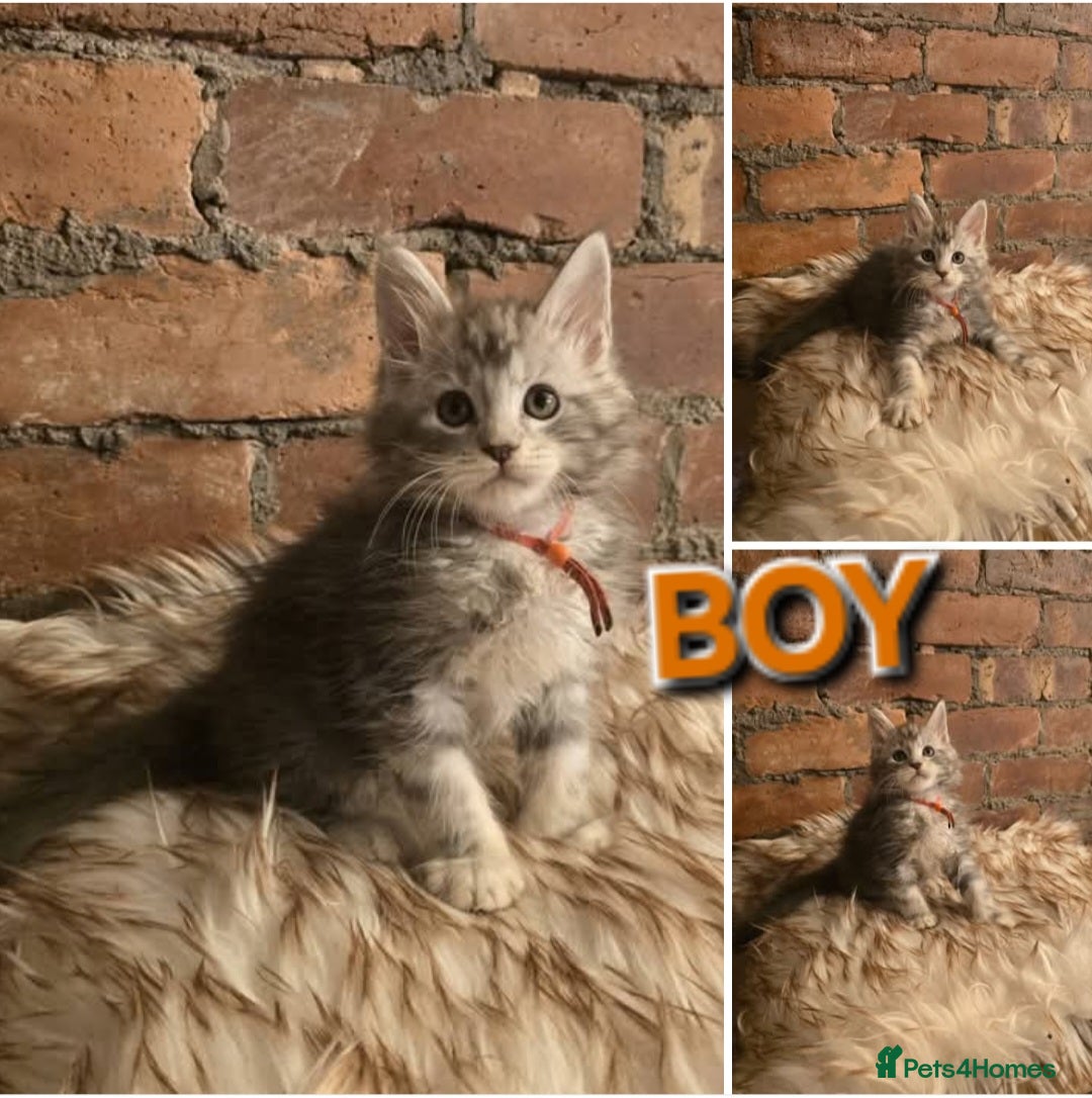 Maine Coon cats 2x Boys Maine Coon TICA Registered  - Advert 2