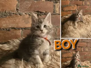 Maine Coon cats 2x Boys Maine Coon TICA Registered - Advert 2