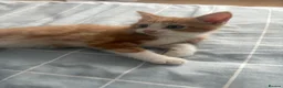 Mixed Breed cats for sale: 3 Boys and 2 Girls mixed colour kittens - Advert 11