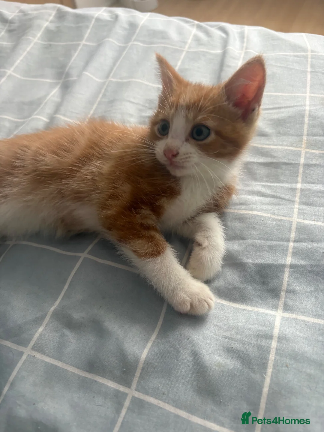 Mixed Breed cats for sale: 3 Boys and 2 Girls mixed colour kittens - Advert 11