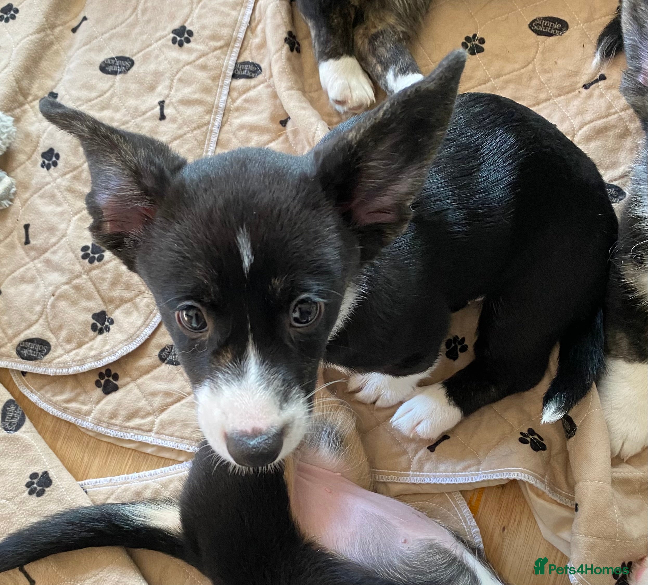 Welsh Corgi Cardigan dogs WELSH CARDIGAN CORGIS BY 5⭐️ LICENSED BREEDER - Advert 4