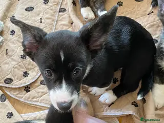 Welsh Corgi Cardigan dogs WELSH CARDIGAN CORGIS BY 5⭐️ LICENSED BREEDER - Advert 4