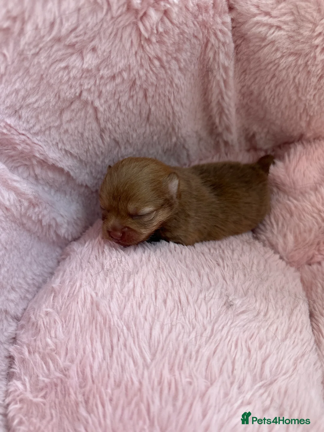 Pomeranian dogs for sale: Tiny teddy bear Pomeranian puppies KC registered - Advert 2