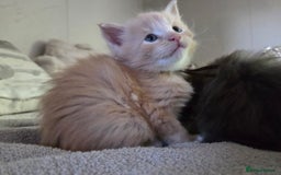 Maine Coon cats for sale: Stunning quality tica registered Mainecoon  - Image 18