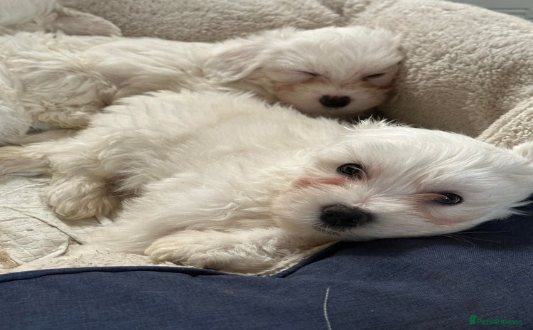 Bichon Frise dogs - Advert 1