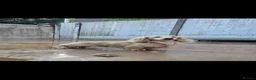 Miniature Dachshund dogs for sale: Clear cream miniature long-haired Dachshunds - Advert 17