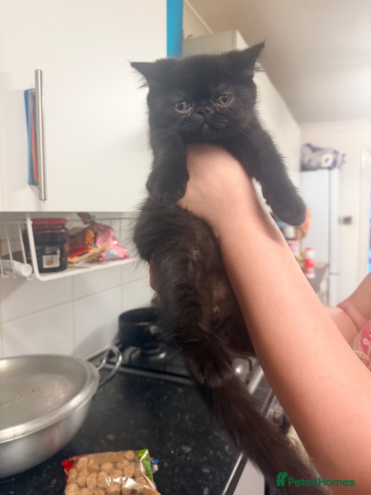 British Shorthair cats Kittens for sale - Advert 1