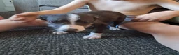 Mixed Breed dogs for sale: Bedlington whippet puppies  in Walsall - Advert 6