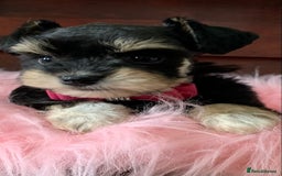 Miniature Schnauzer dogs for sale: 5* Licensed KC Toy Chocolate Schnauzers - Image 17