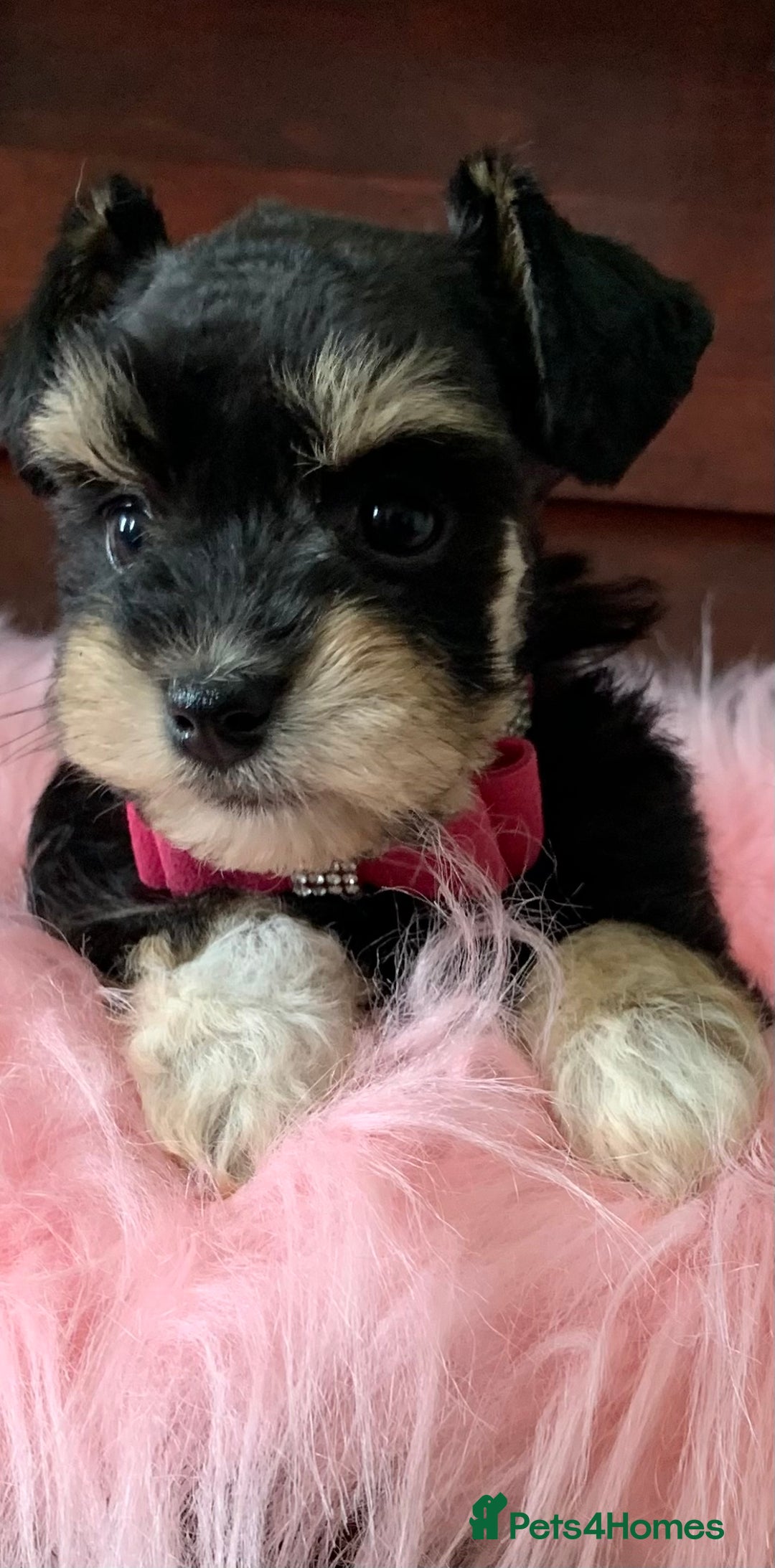 Miniature Schnauzer dogs for sale: 5* Licensed KC Toy Chocolate Schnauzers - Image 17