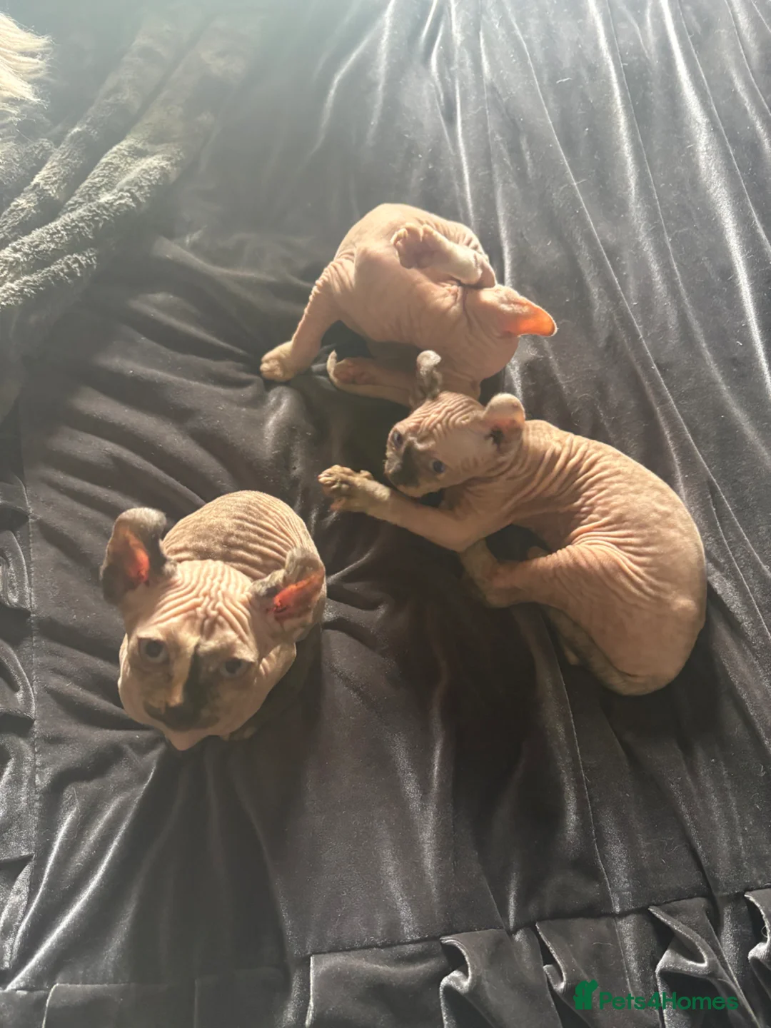 Sphynx cats for sale: **Ready Now** Last baby girl left - Advert 1