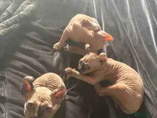 Sphynx cats **Ready Now** Stunning Sphynx kittens - Advert 18