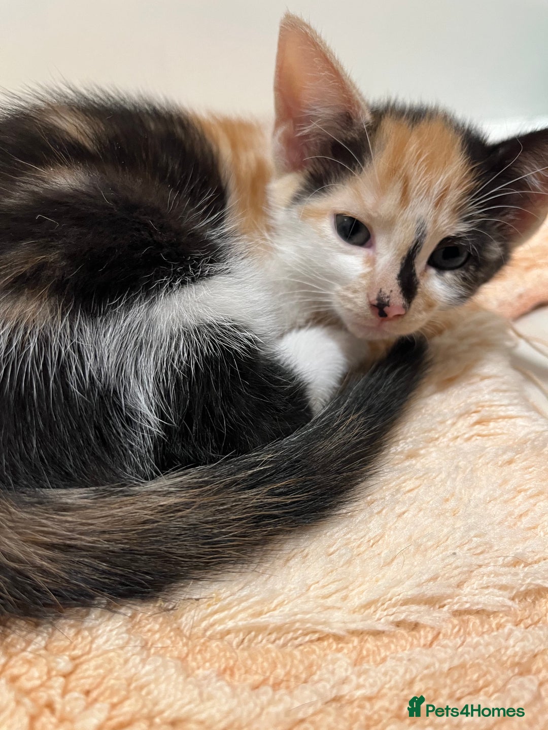 Mixed Breed cats for sale: 4 beautiful kittens looking for new homes  - Advert 21