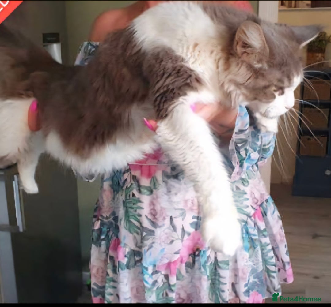 Maine Coon cats for sale: Giant maine coon kittens for sale  - Advert 24