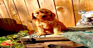 Cockapoo dogs - Advert 5
