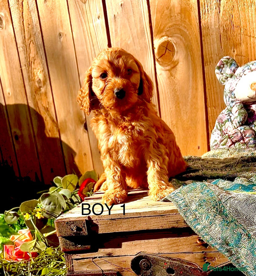 Cockapoo dogs for sale: Quality F1 Cockapoo Puppies  - Image 3