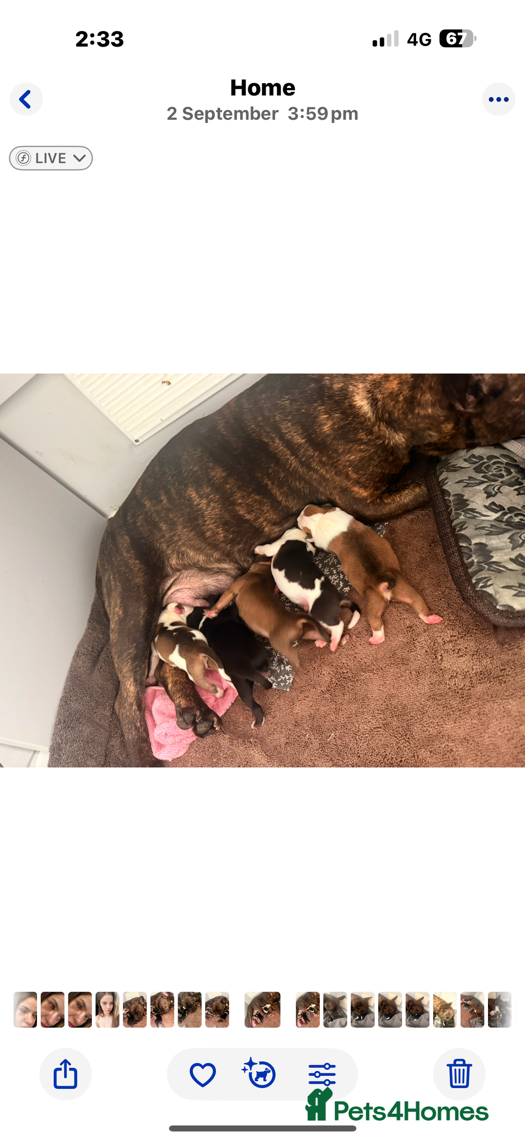 Mixed Breed dogs for sale: Frenchie x pocket bully puppy  - Image 5