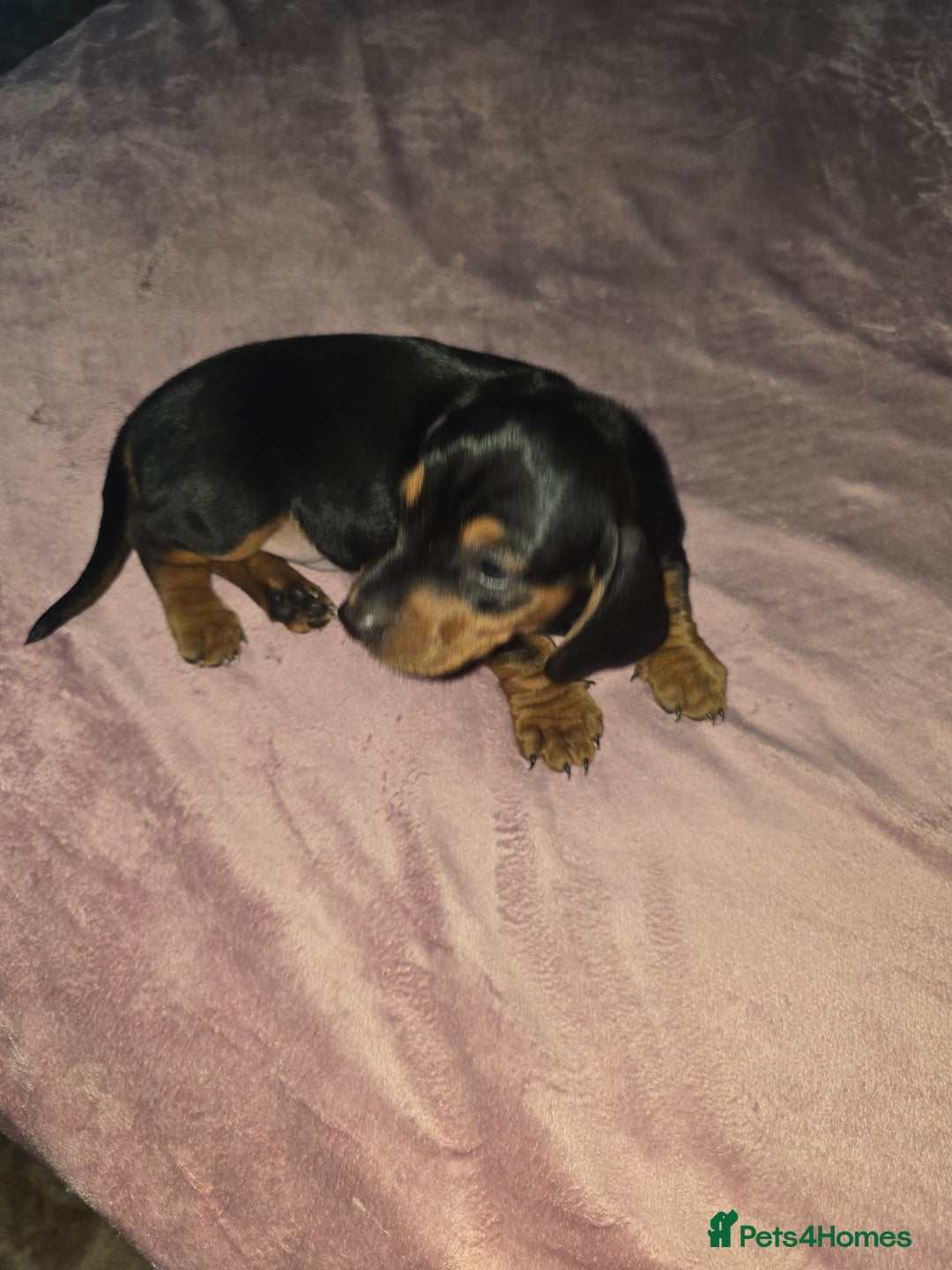 Miniature Dachshund dogs for sale: True to type kc dad home raised both parents here - Advert 3