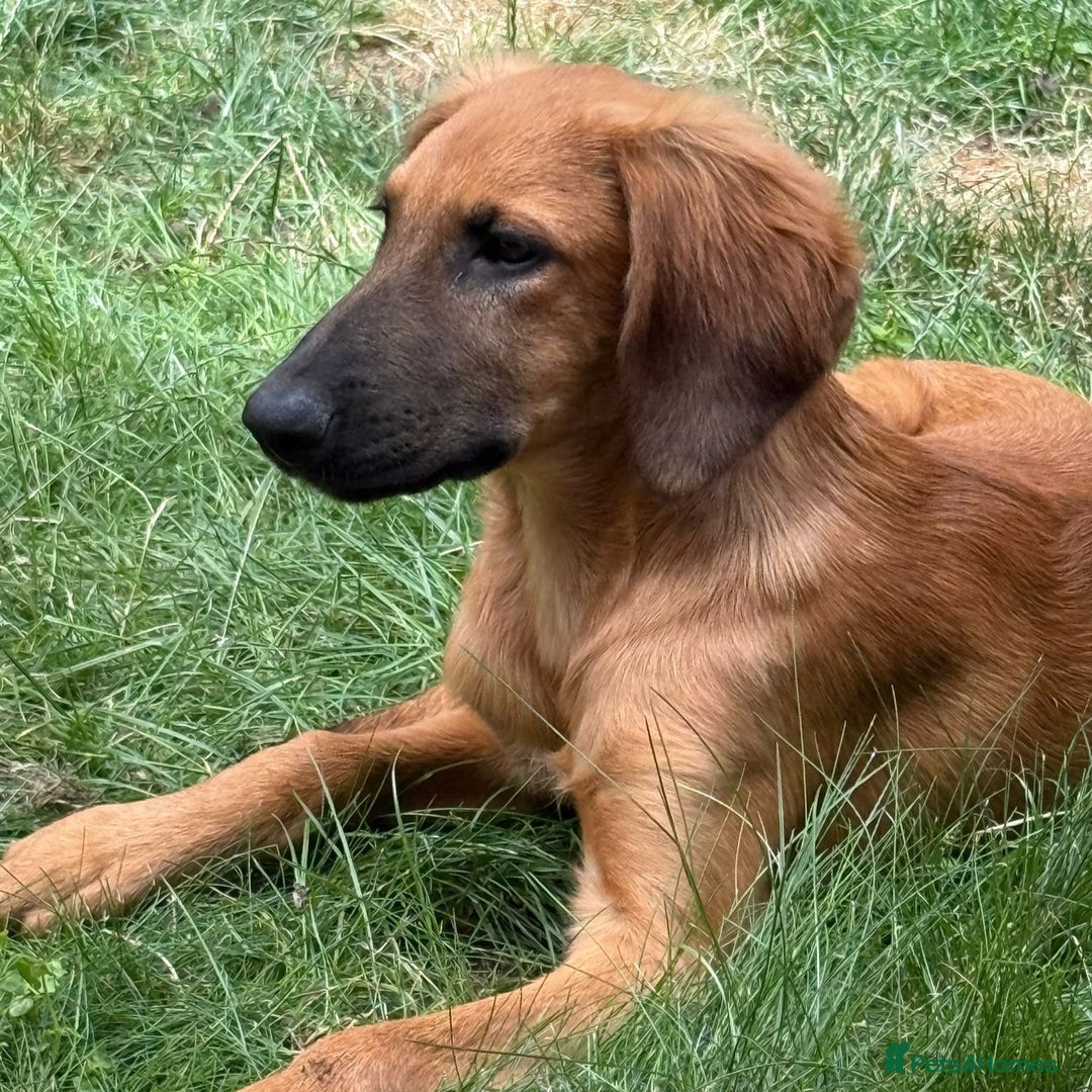 Mixed Breed dogs for adoption: Wren (Hound/Shepherd mix) - Image 7