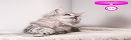 Maine Coon cats for sale: XL Stunning Maine Coon / TICA /Ready - Advert 22