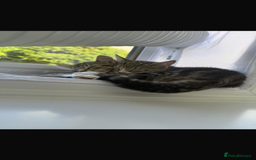 Mixed Breed cats for sale: 2 Female Kittens (6 months) - Image 3