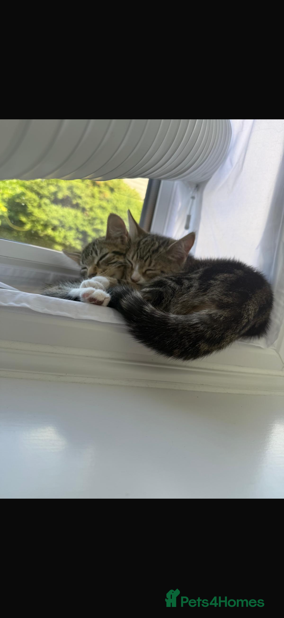 Mixed Breed cats for sale: 2 Female Kittens (6 months) - Image 3