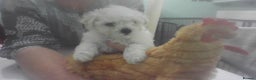 Bichon Frise dogs for sale: KC. REG BICHON FRISE PUPS - Advert 1
