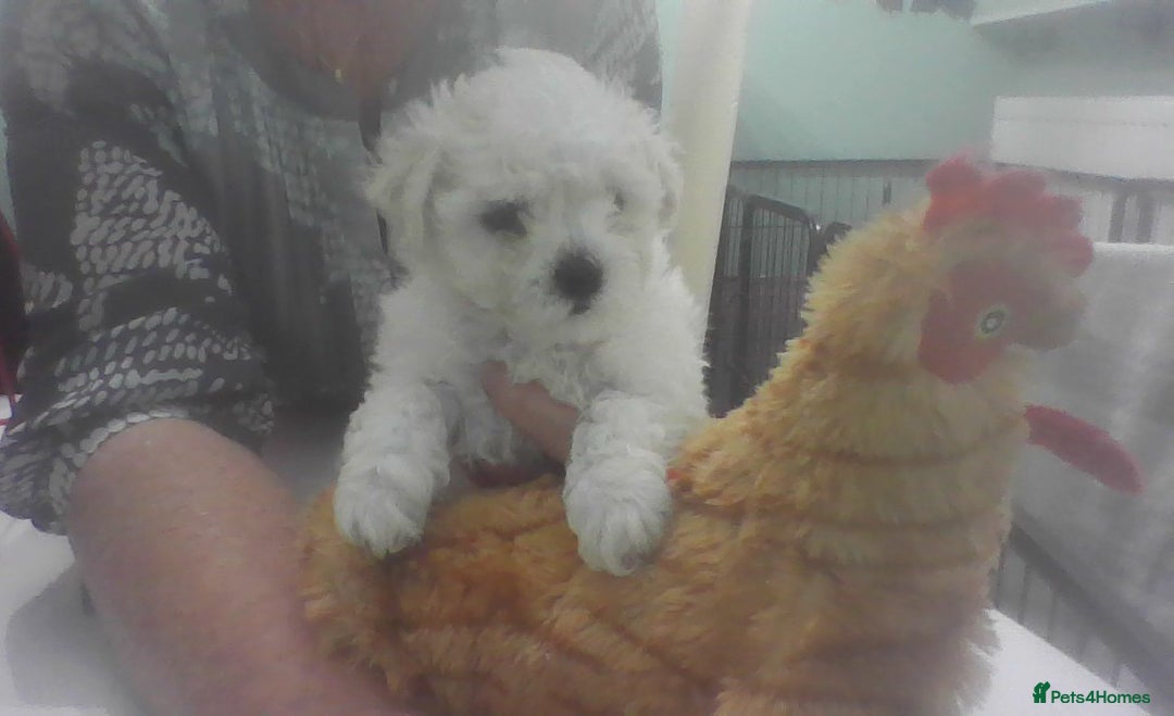 Bichon Frise dogs for sale: KC. REG BICHON FRISE PUPS - Advert 1