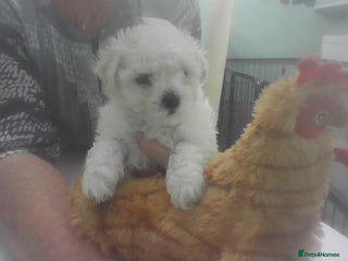 Bichon Frise dogs KC. REG BICHON FRISE PUPS - Advert 2