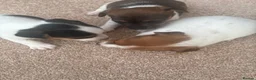 Jack Russell dogs for sale: Jack russel puppies  - Advert 1