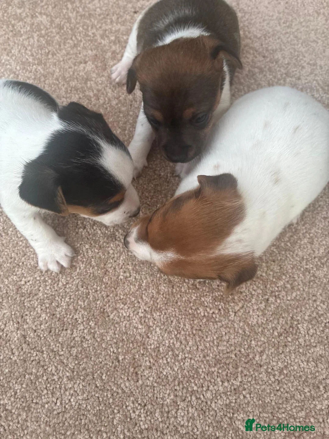 Jack Russell dogs for sale: Jack russel puppies  - Advert 1