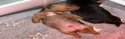 Miniature Dachshund dogs for sale: Miniature Dachshund Puppies - Advert 19