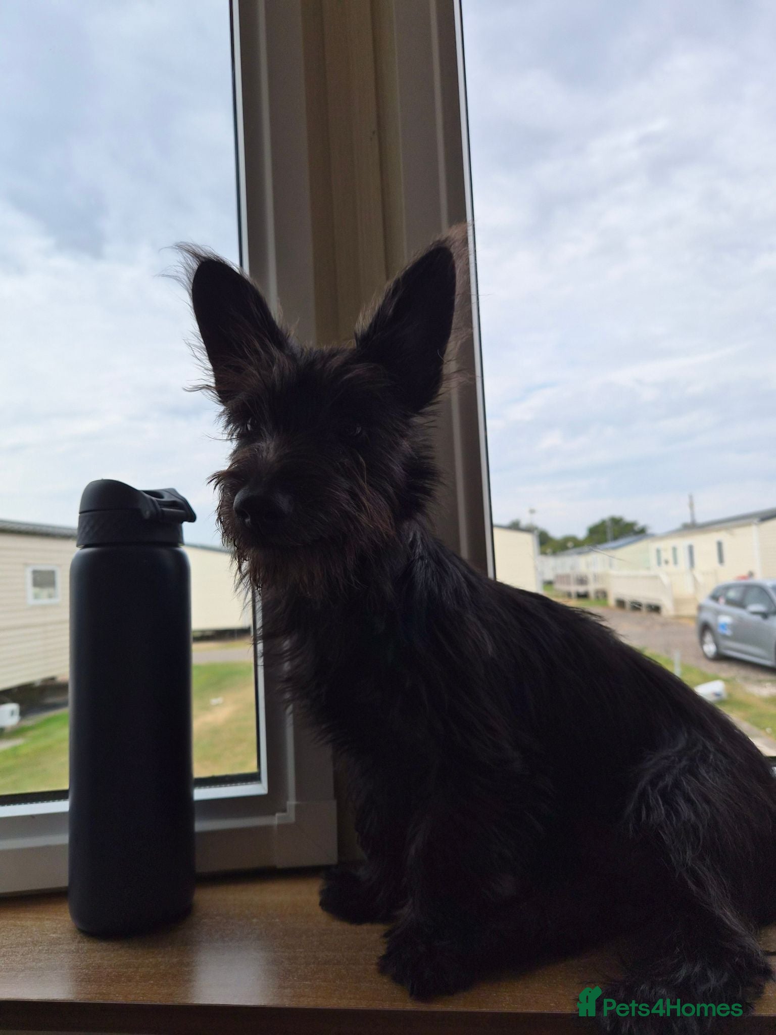 Mixed Breed dogs Juniper (junie) looking to be rehomed - Advert 2