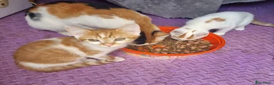 Ginger and white