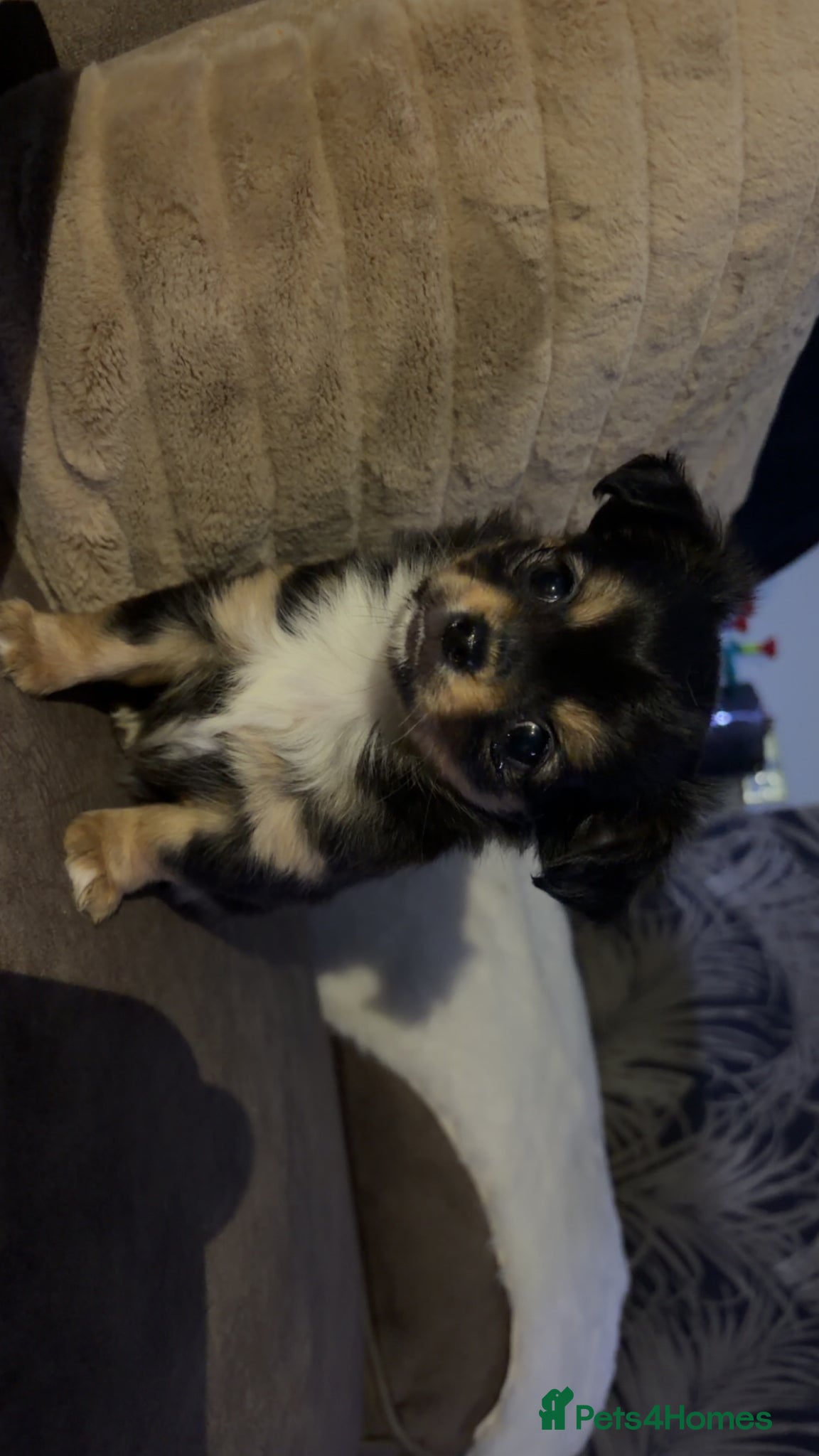 Chihuahua dogs Last chihuahua black tri fluffy girl  - Advert 6