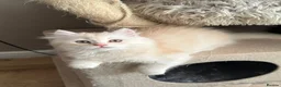 British Longhair cats for sale: Beautiful British Longhair Boys! - Advert 9