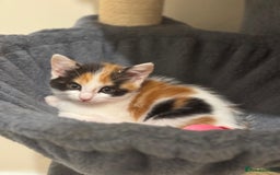 Maine Coon cats for sale: Ready to Go- Beautiful Maincoon x kittens  - Image 11