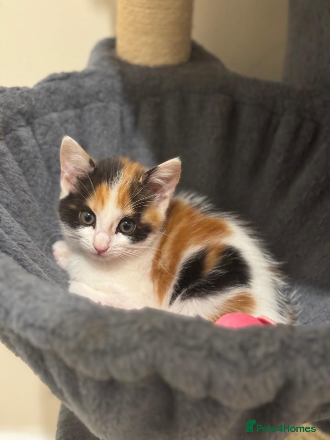Maine Coon cats for sale: Ready to Go- Beautiful Maincoon x kittens  - Image 11