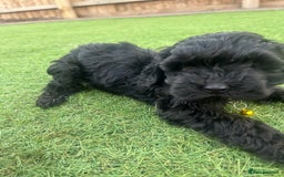 Cockapoo dogs for sale: F1B COCKERPOOS LOOKING FOR THERE FORVER HOME ❤️ - Image 4