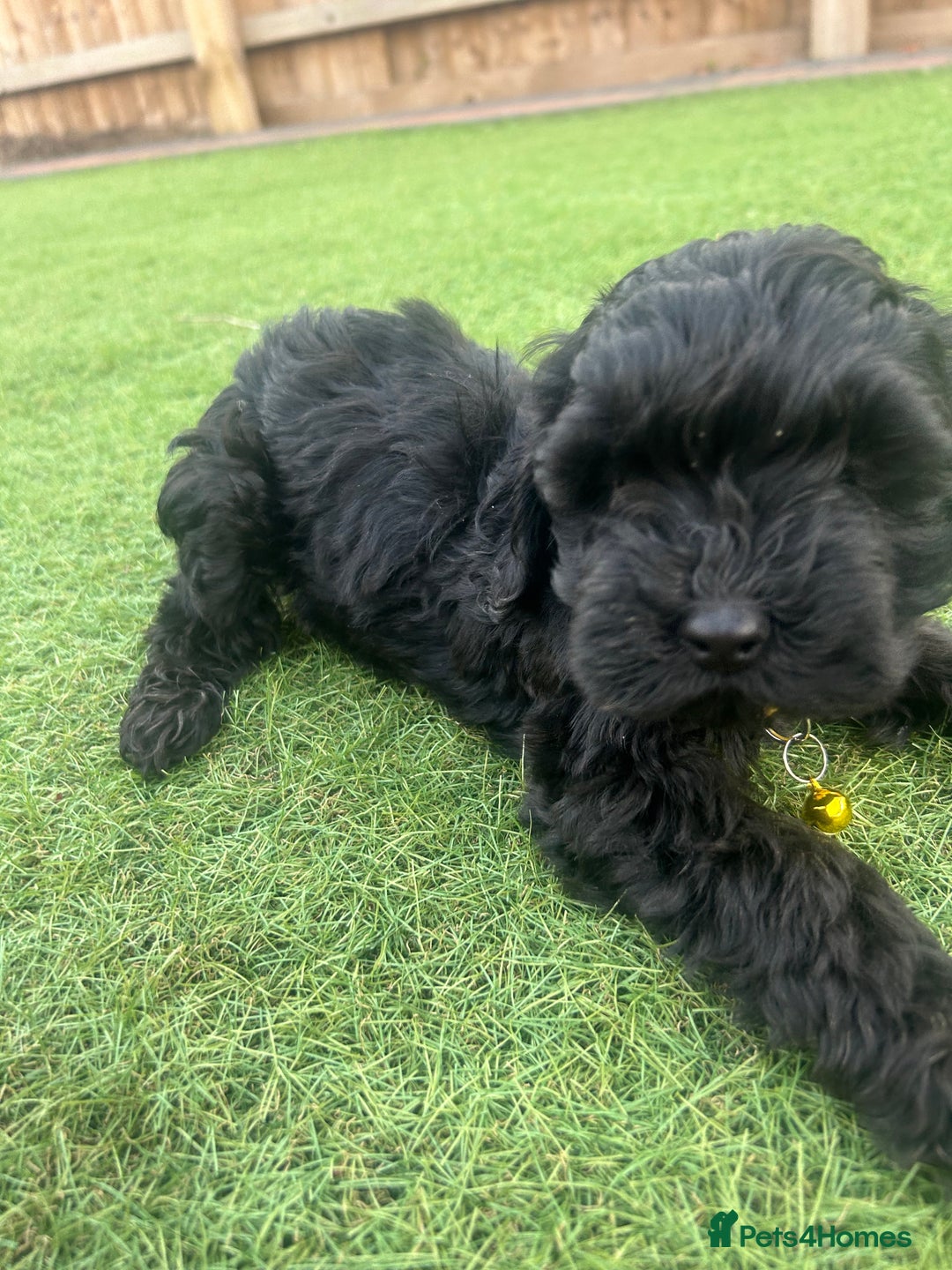 Cockapoo dogs for sale: F1B COCKERPOOS LOOKING FOR THERE FORVER HOME ❤️ - Image 4