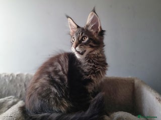 Maine Coon cats TICA REG. Amazing kittens - Advert 18