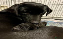 Labrador Retriever dogs for sale: KC Reg Black Lab Dog Puppy - Ready for new home - Advert 3