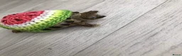Tortoise reptiles for sale: 🐢 Baby Tortoise  Available 🐢 - Advert 4