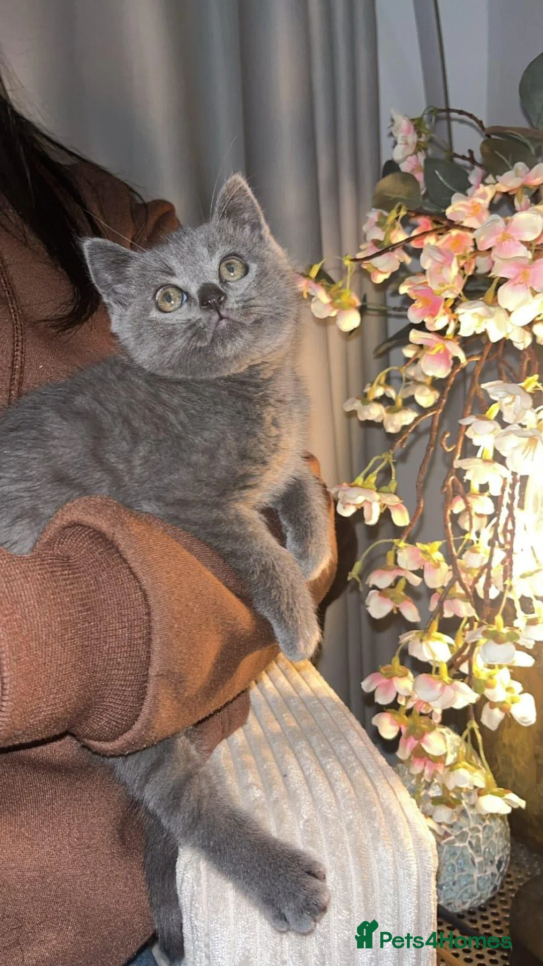 British Shorthair cats for sale: Solid Blue BSH Kittens for sale in Keighley - Advert 2