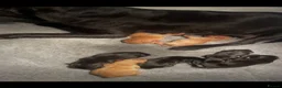 Labrador Retriever dogs for sale: KC Labrador puppies  - Advert 2