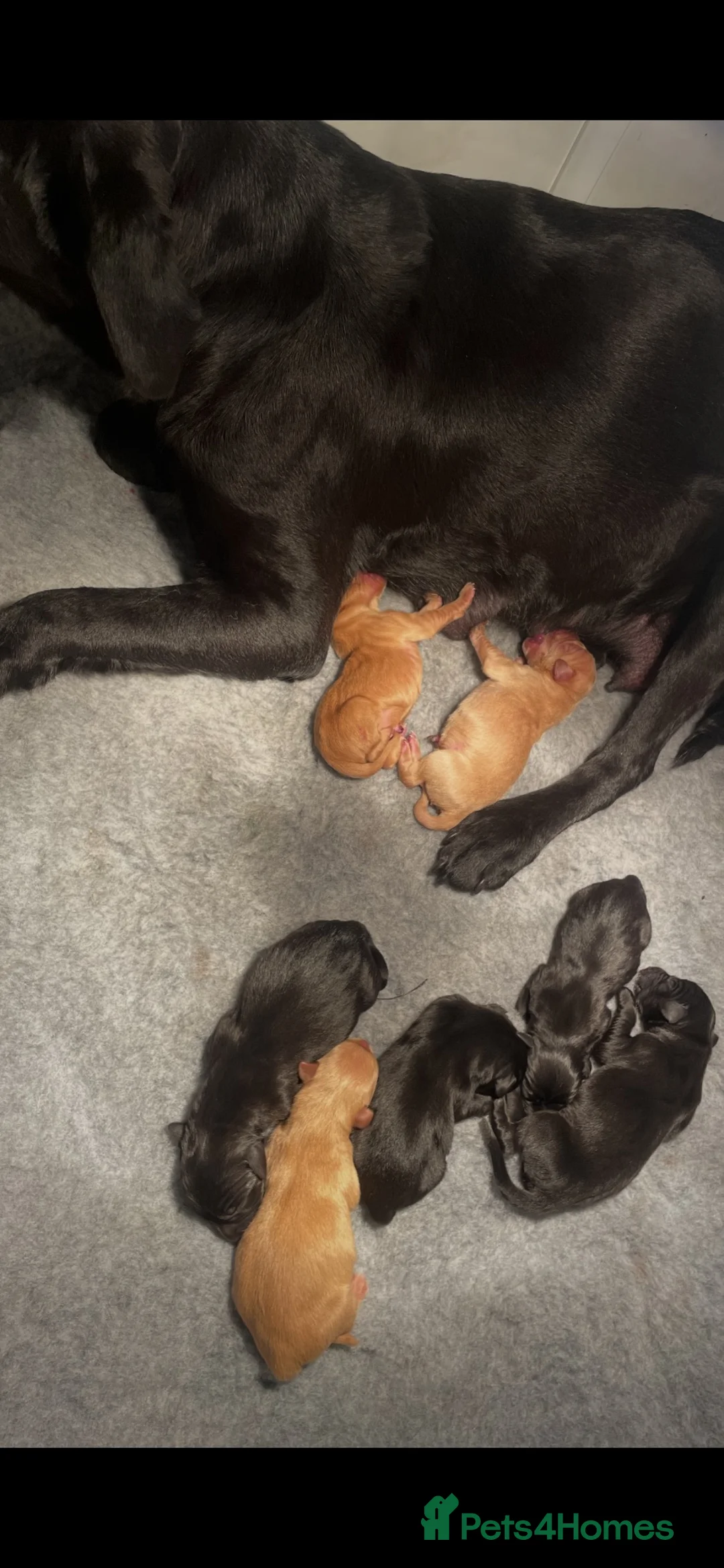Labrador Retriever dogs for sale: KC Labrador puppies  - Advert 2