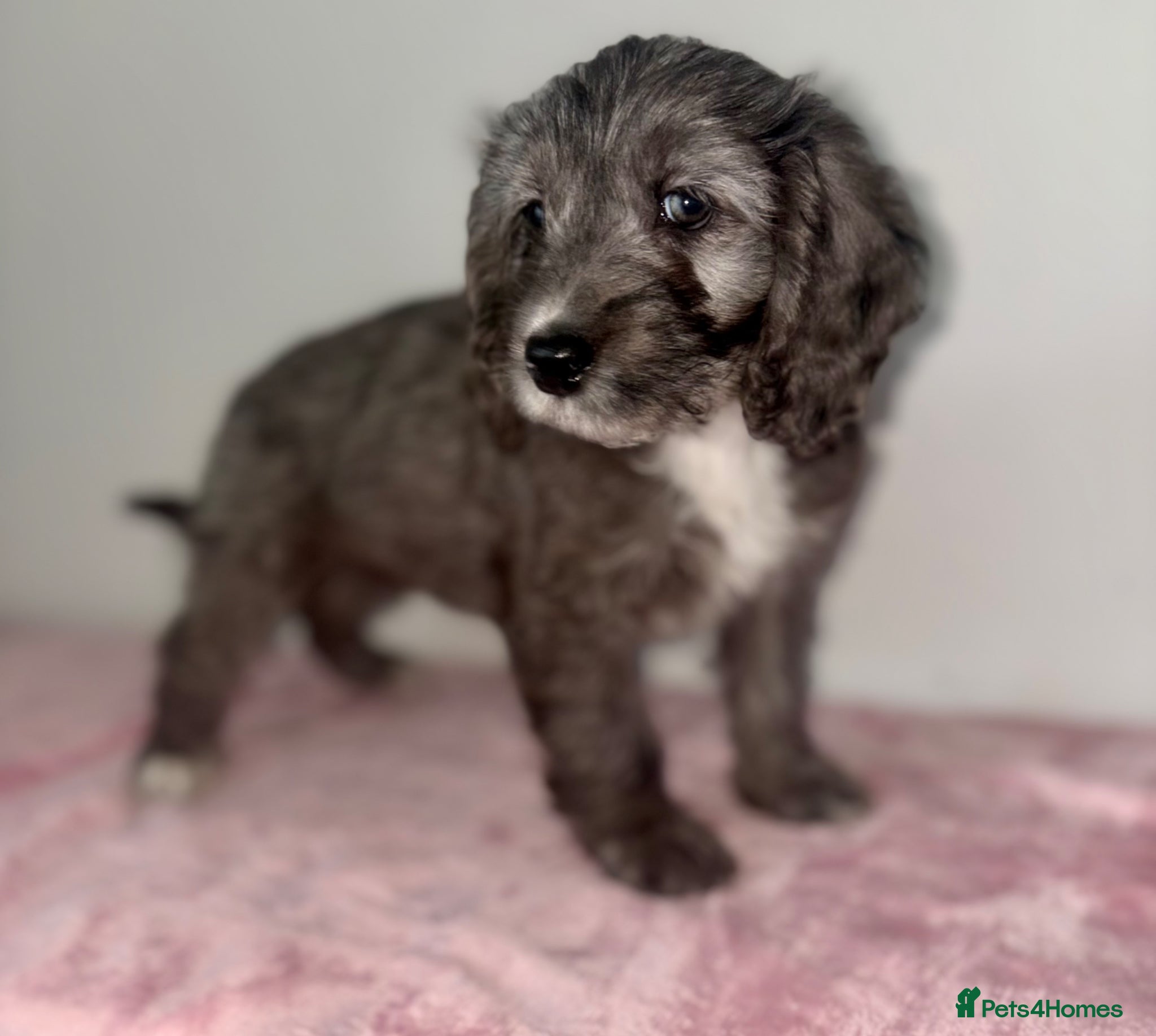 Cockapoo dogs Beautiful cockapoo F1 puppies  - Advert 5