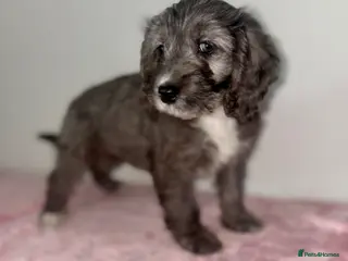 Cockapoo dogs Beautiful cockapoo F1 puppies - Advert 5