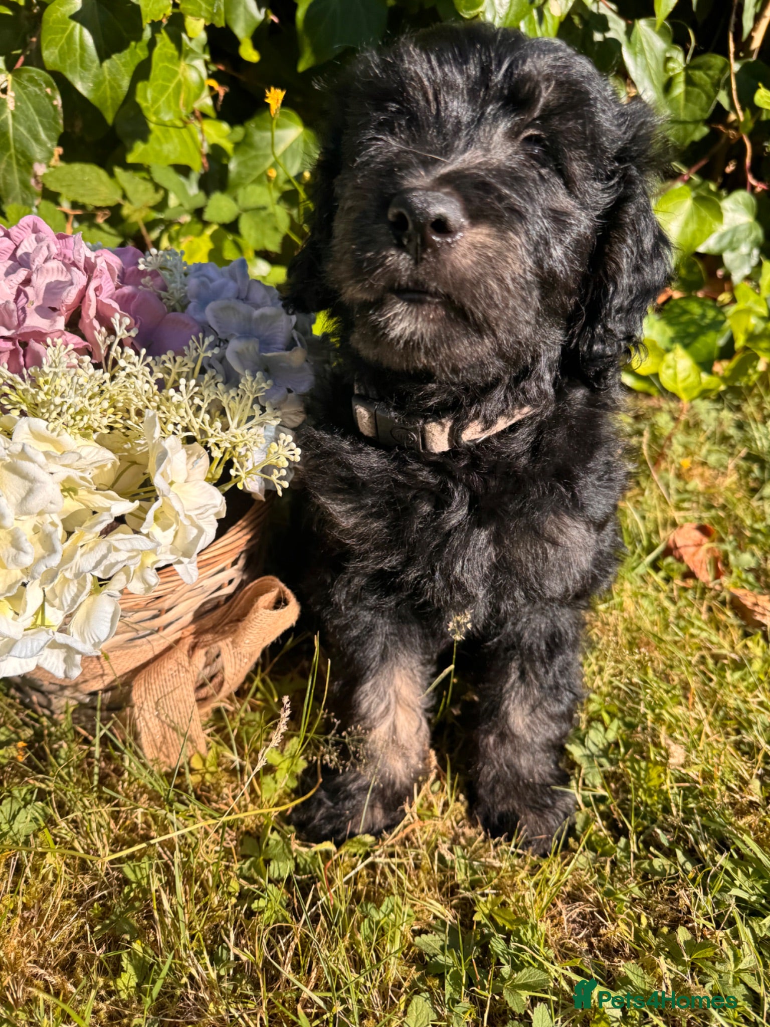 Mini Goldendoodle dogs F1 Mini Goldendoodles  *READY NOW* - Advert 1